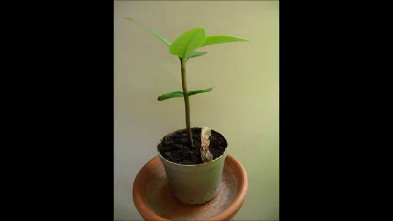 PLUMERIA in 40 days