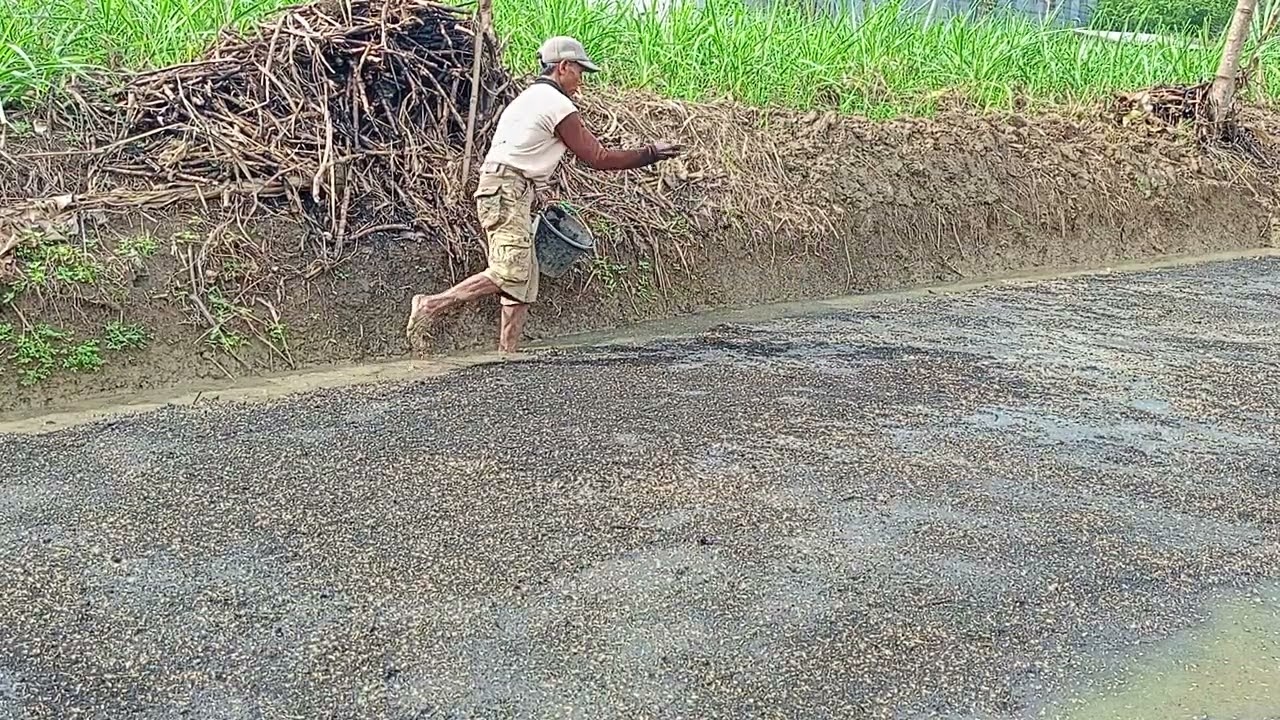 Cara Membuat Benih padi pakek Karung &Sekam #part04 