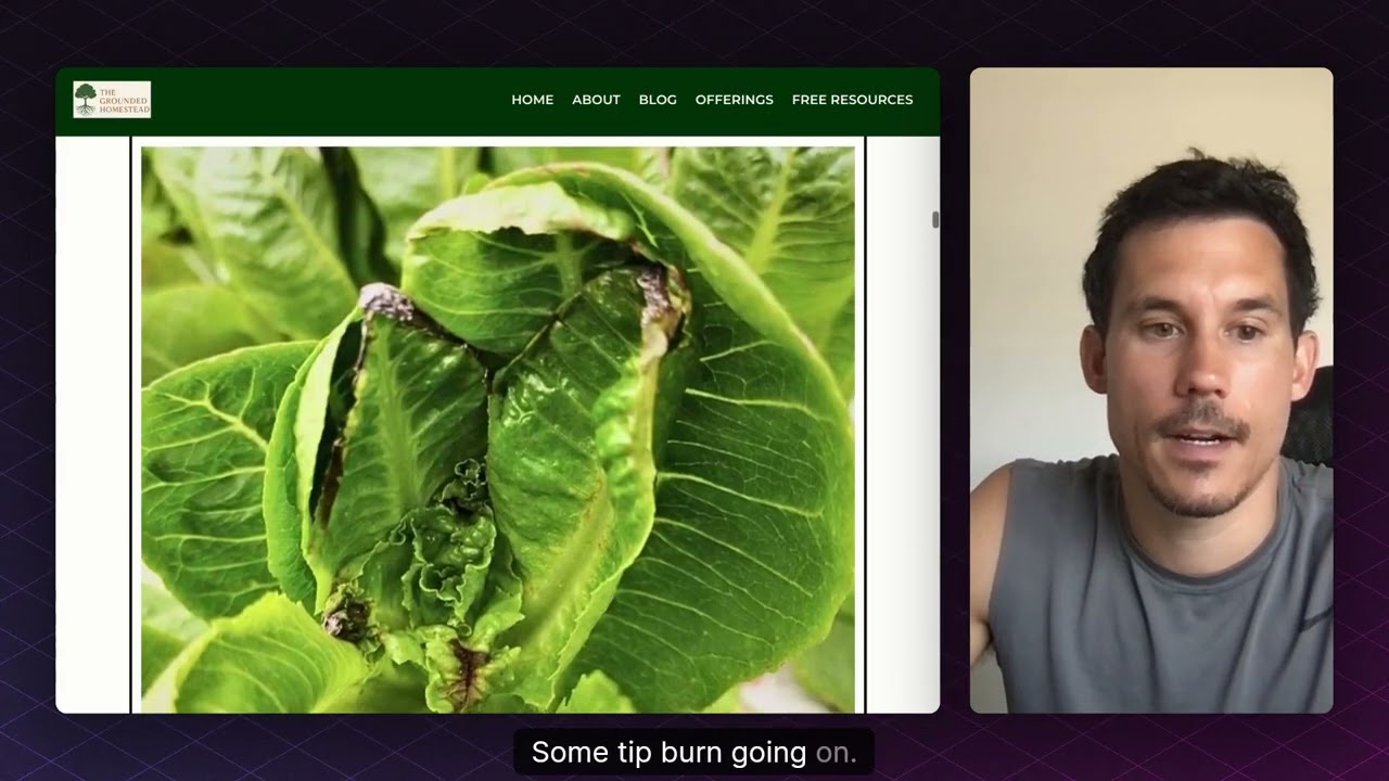 Top 5 Lettuce Diseases (And How to Stop Them Naturally)