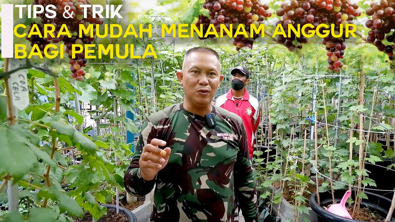 TIPS&TRIK CARA MUDAH MENANAM ANGGUR BAGI PEMULA