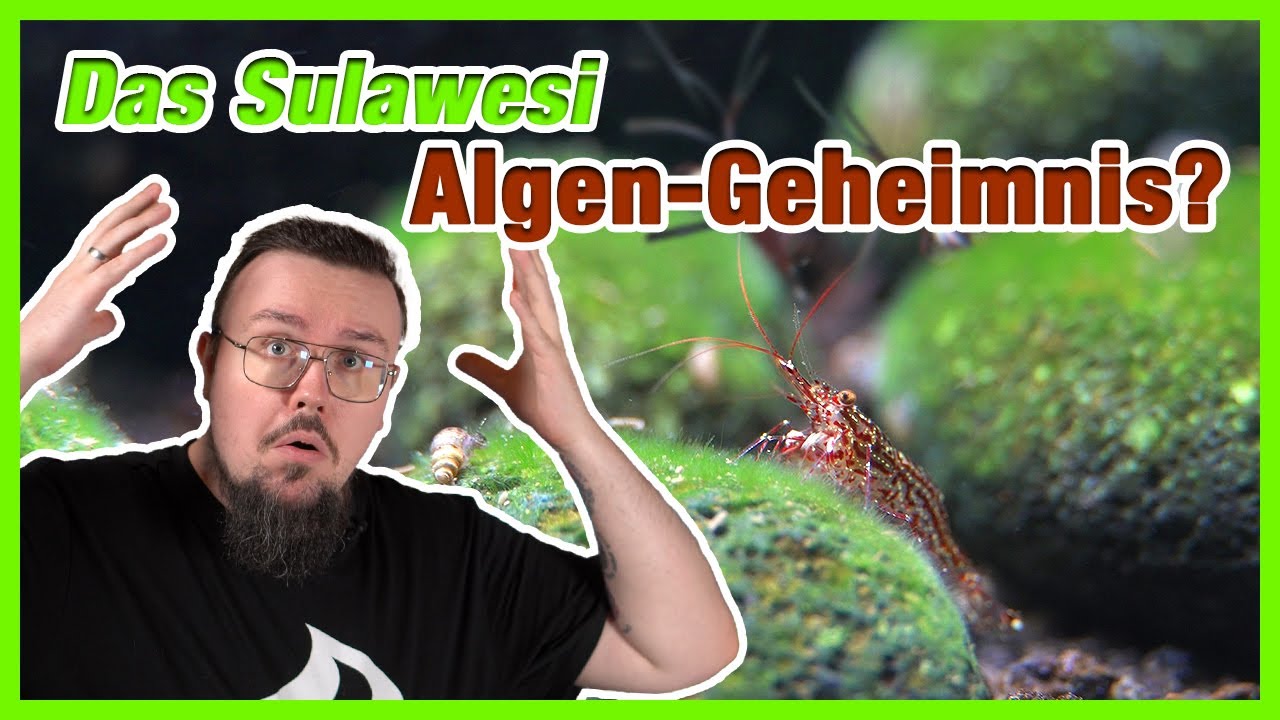 Anleitung zu perfektem Aufwuchs für Garnelen I Sulawesi Tutorial