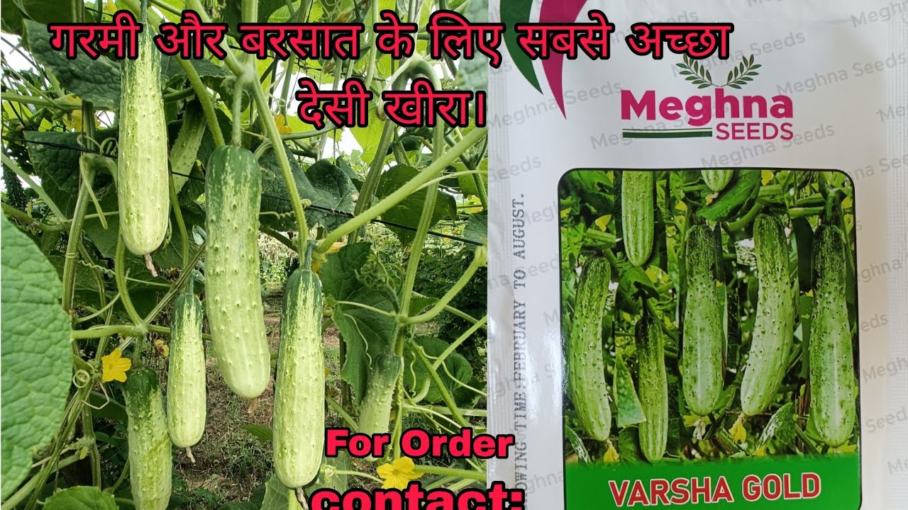 देसी खीरा, गरमी और बरसात के लिए सबसे अच्छा देसी खीरा..वर्षा गोल्ड(मेघना सीड्स)संपर्क करें:8006913678