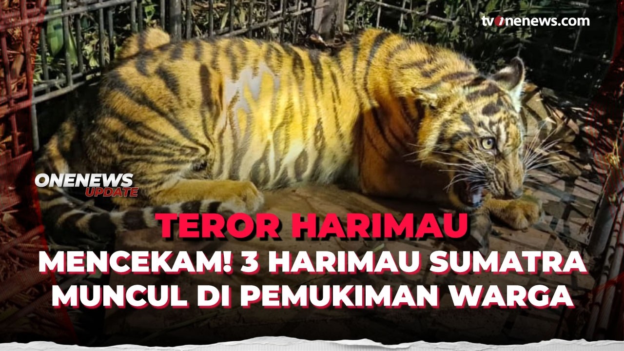 Kemunculan Harimau Bikin Resah Warga, BKSDA Pasang Jebakan | OneNews Update