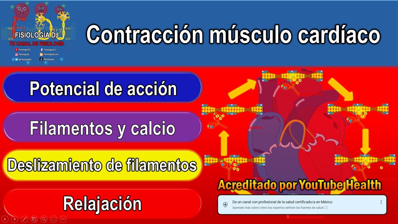 Contracción del músculo cardíaco | Contracción del músculo cardíaco fisiología