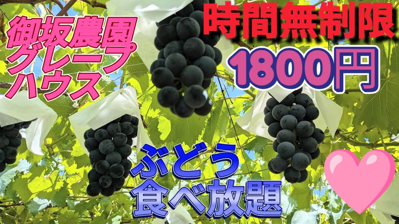 🍇テレビ撮影の多い🌸御坂農園グレープハウス♥山梨県旅行の人気スポット🌸1800円で🍇ぶどう狩り&食べ放題🌸しかも、時間無制限♥めっちゃ甘い🍇４房🍇181粒、食べました♥