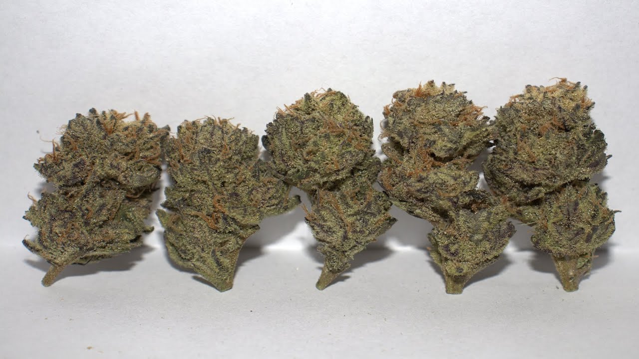 Strain Review - Amnesia Zombie by Ripper Seeds