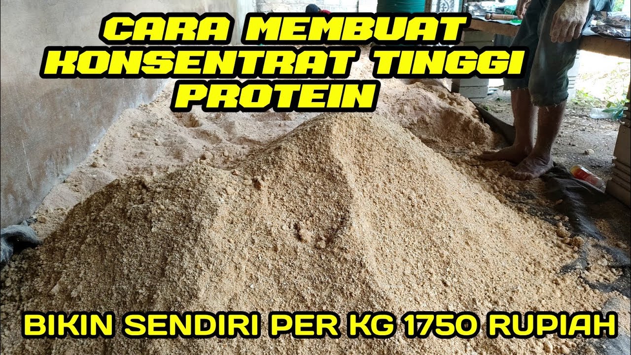 Cara membuat konsentrat kambing❗cara membuat konsentrat sapi