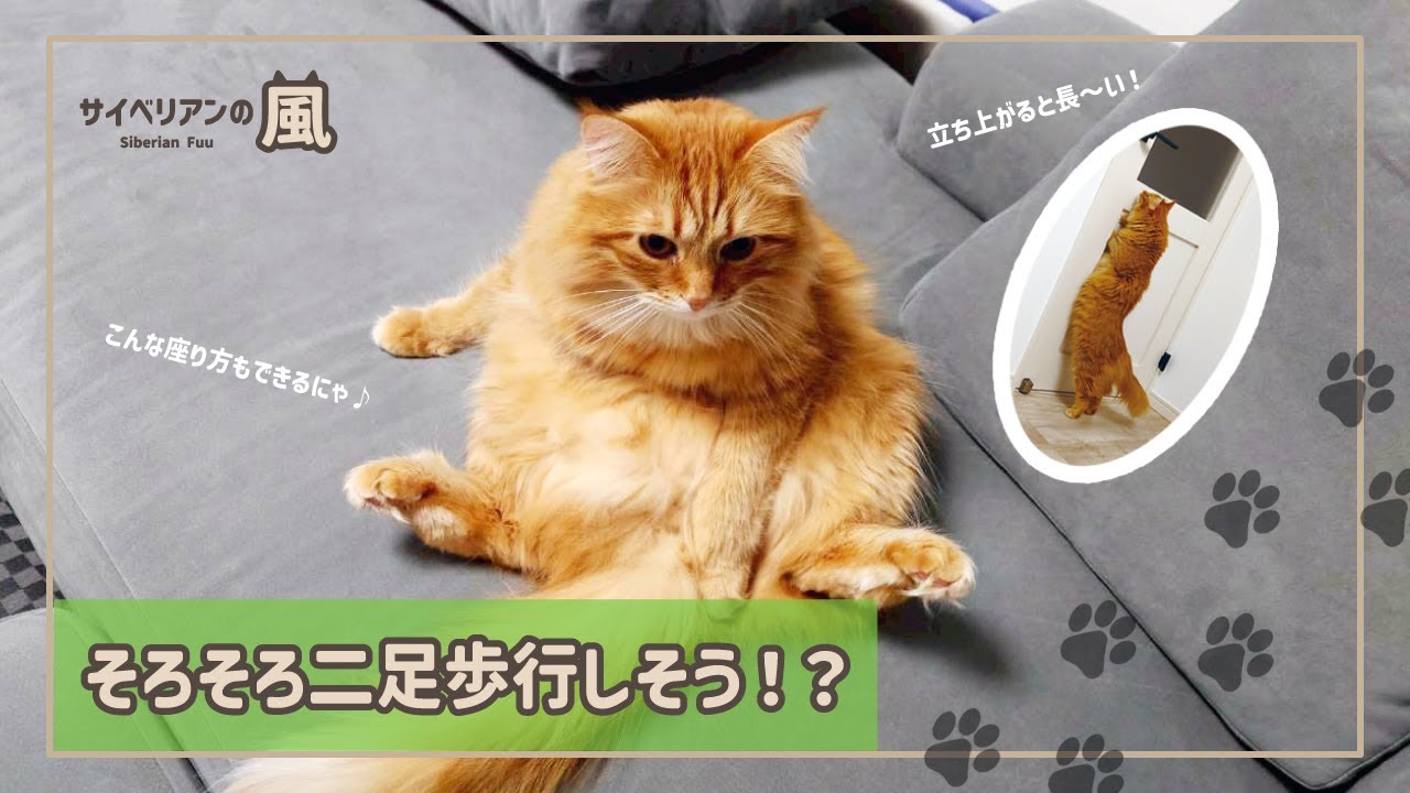 【#88】そろそろ二足歩行しそう！？【サイベリアンの男の子】