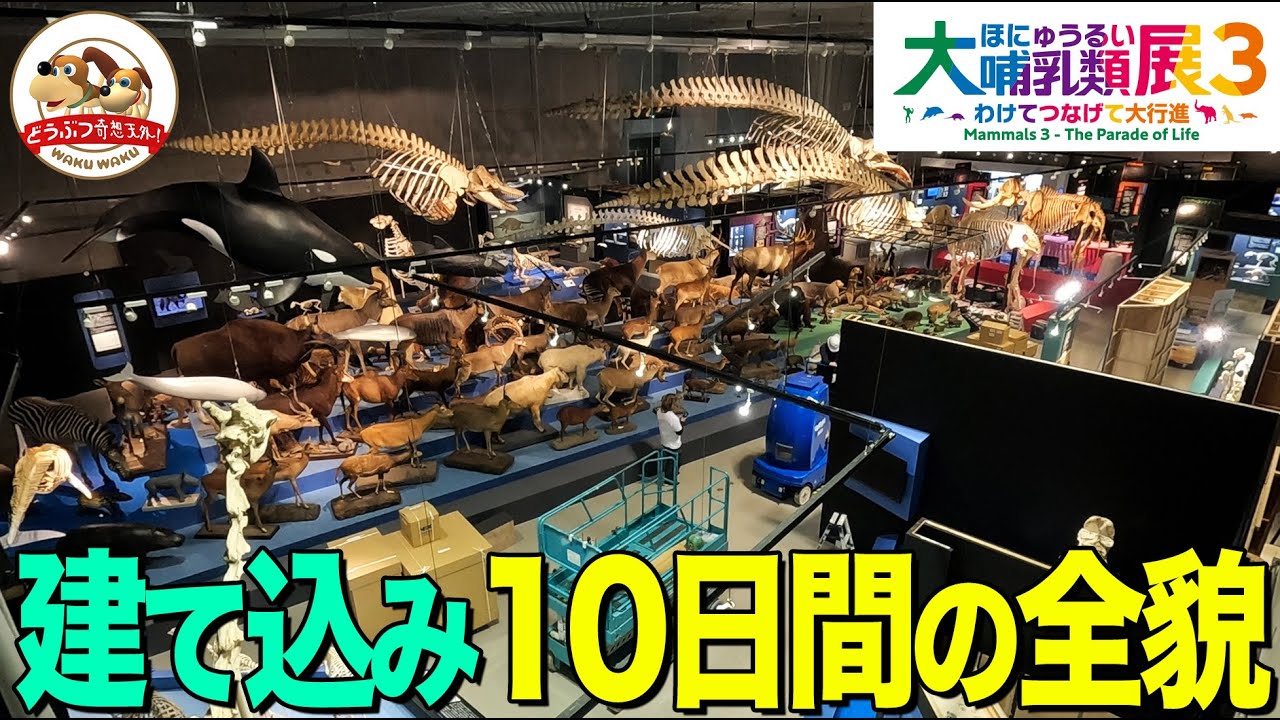 【大哺乳類展３】10日間で大迫力の展示を作るプロたち！建て込み映像タイムラプス編【どうぶつ奇想天外／WAKUWAKU】