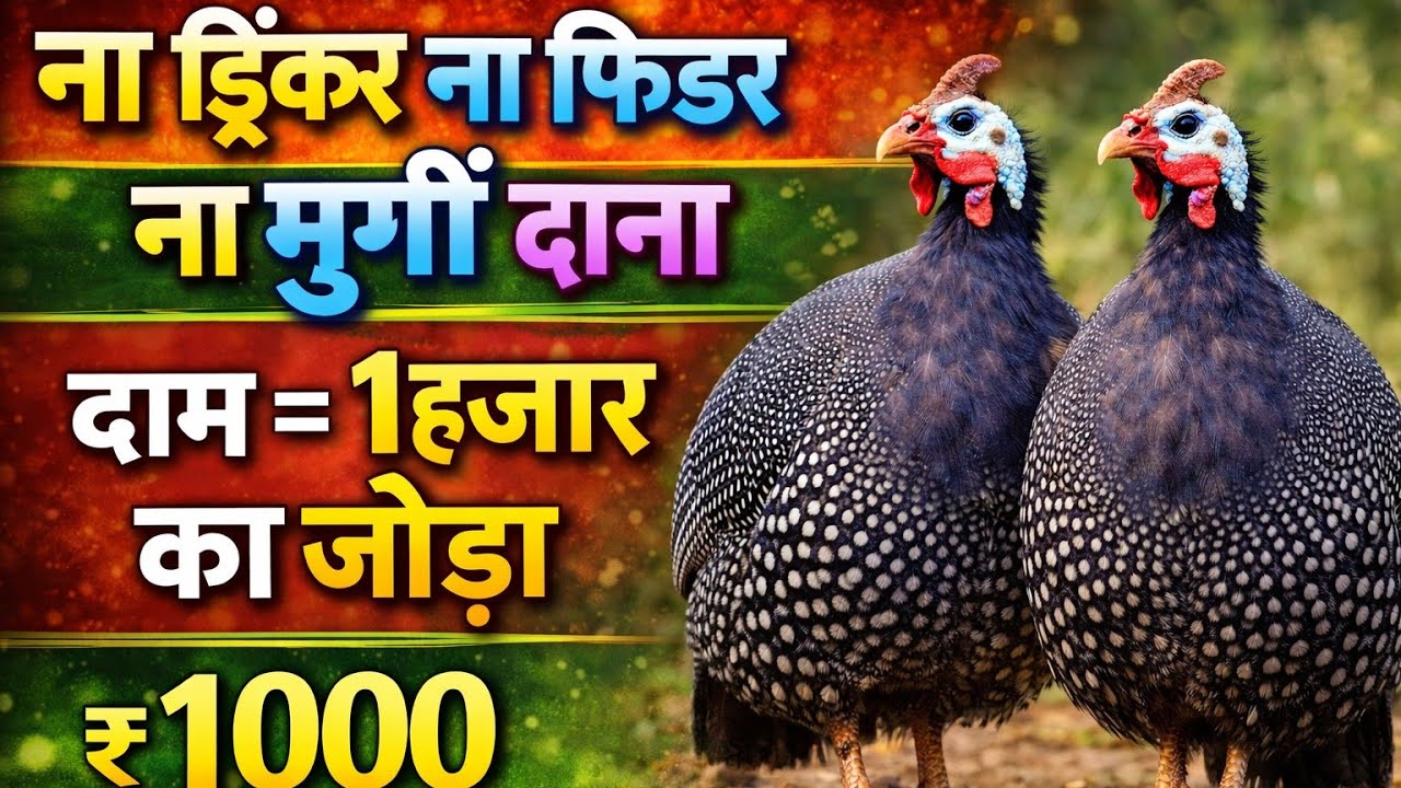 ना फीड ना फार्म 1हजार का जोड़ा  |  Guinea Fowl farming | Desi chakor palan