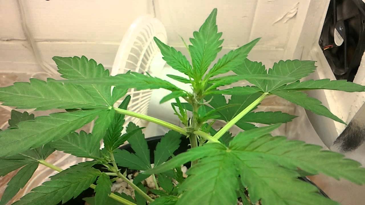 Narcotic Kush Auto Day 29...