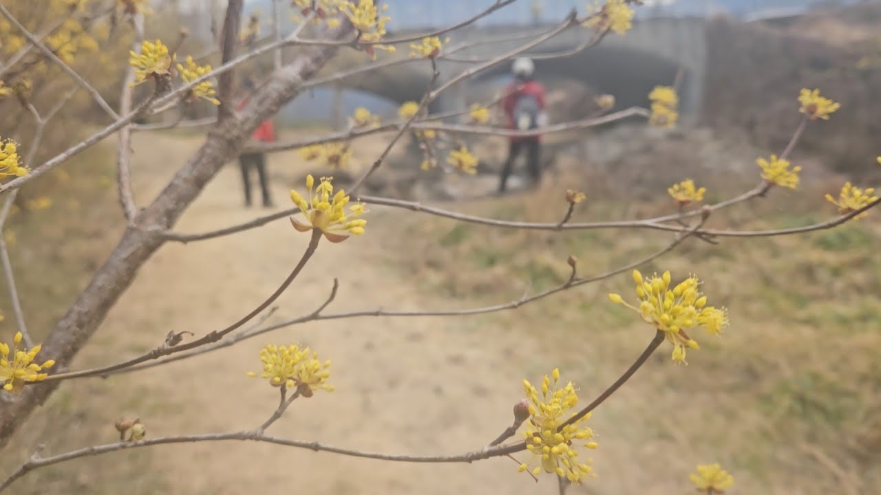 #구례 산수유축제가 한창입니다