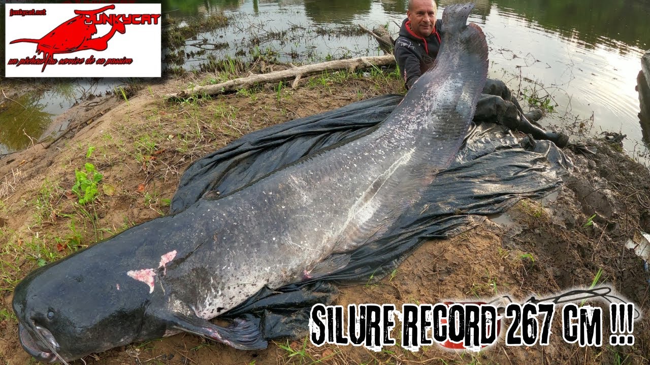 Un silure géant de 267 cm en verticale !!! #monster#goliath#catfish