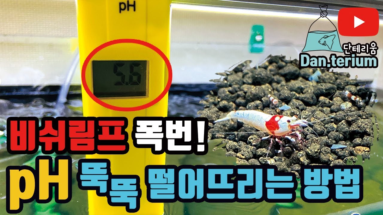 비쉬림프 폭번하는 방법! ph 뚝뚝떨어뜨리는 연갈탄 세팅법 공유합니다 bee shrimp tank, how to breeding a million / how to lower ph