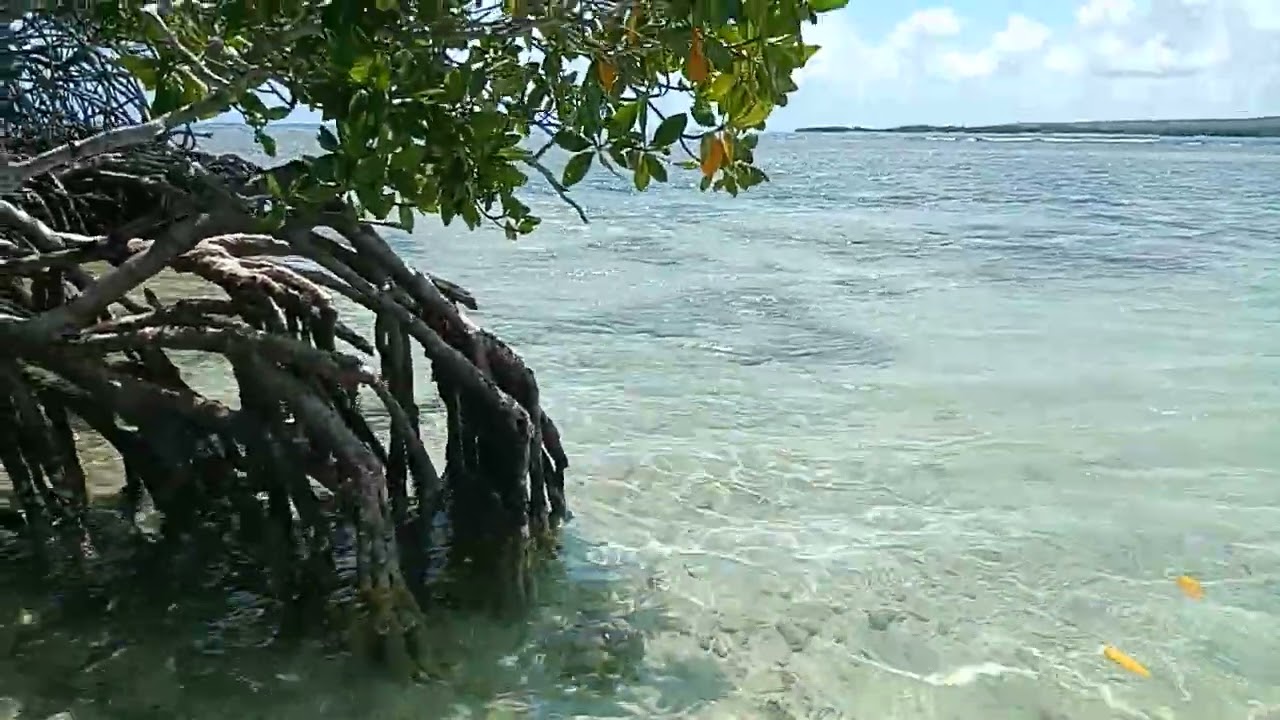 Venezuela Chichiriviche Cayó Muerto 🏝️