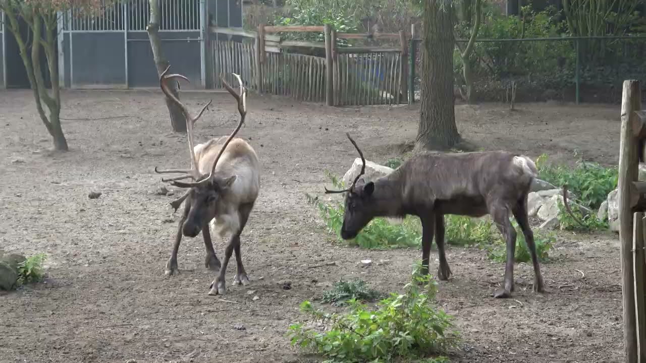 Reindeer with young and playfully challenging with antlers.