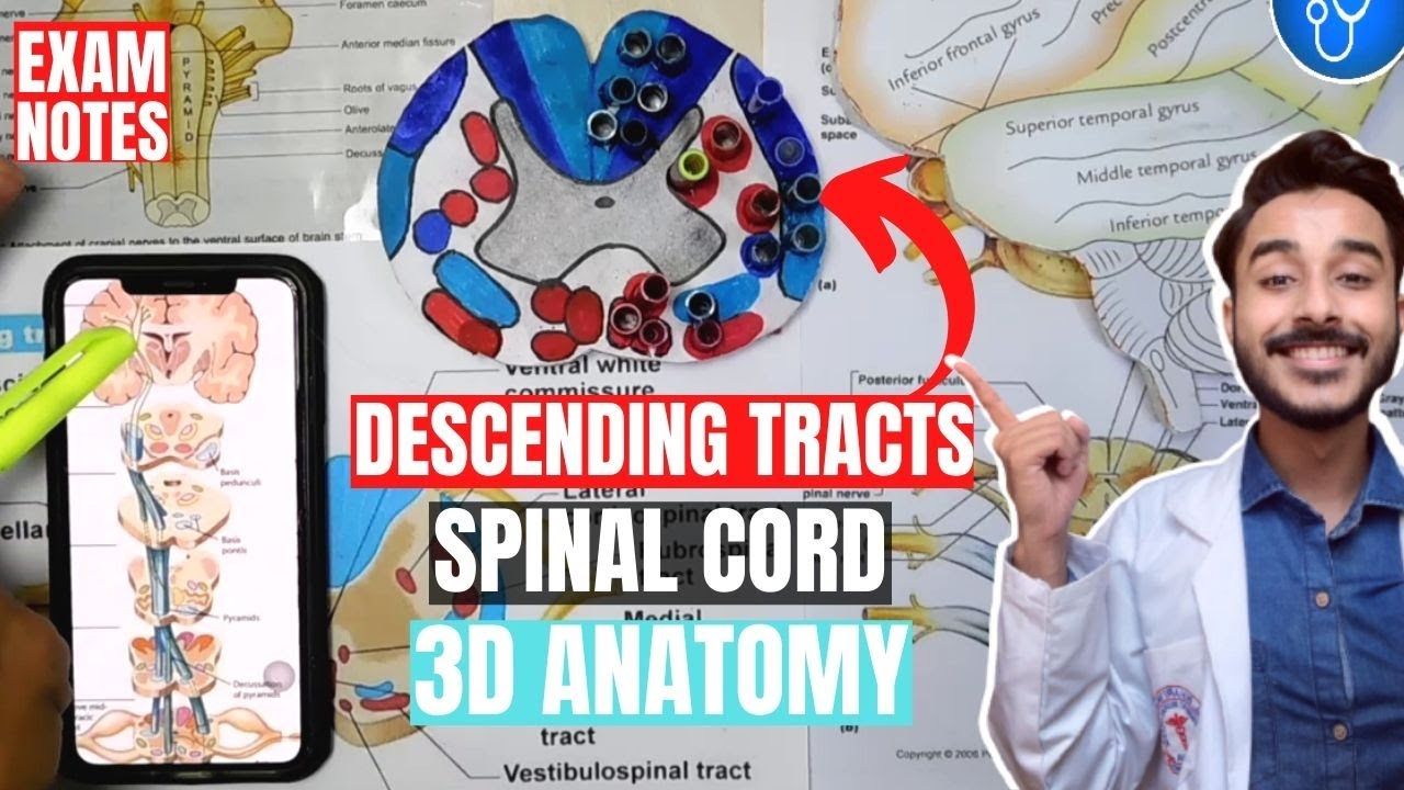 descending tracts of spinal cord anatomy 3d | spinal cord tracts anatomy