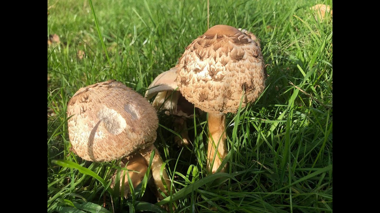 Identifying the Shaggy Parasol and The Slender Parasol