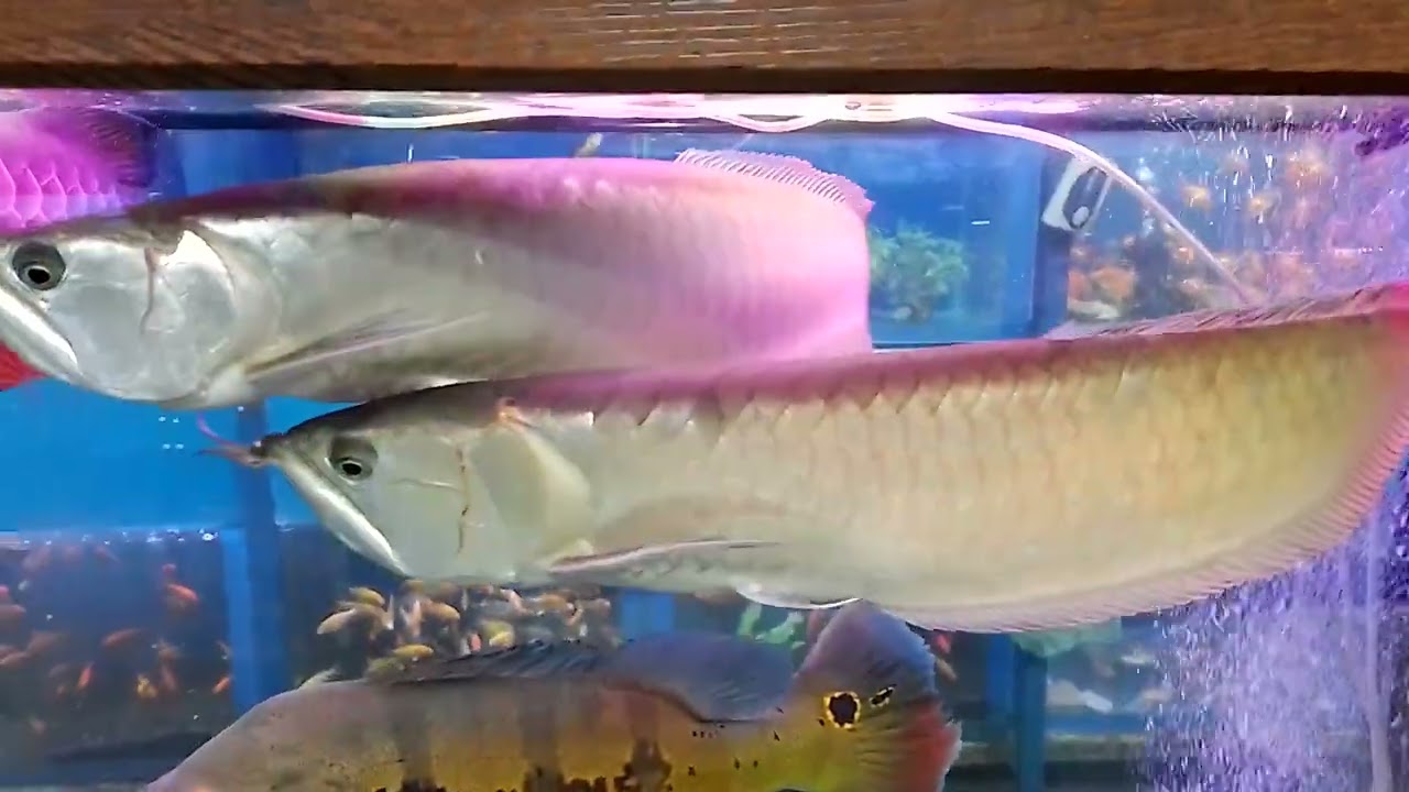 Platinum and silver arowana