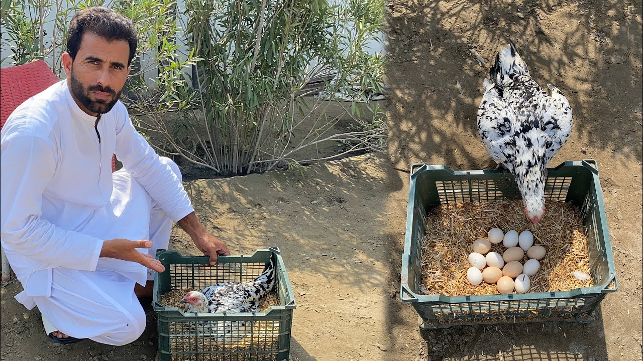 Aseel Murgi Kurak pa Betha Di 🐔Murgi ko Kurak krne ka Tarika 🐣Pets Lover in Punjab 