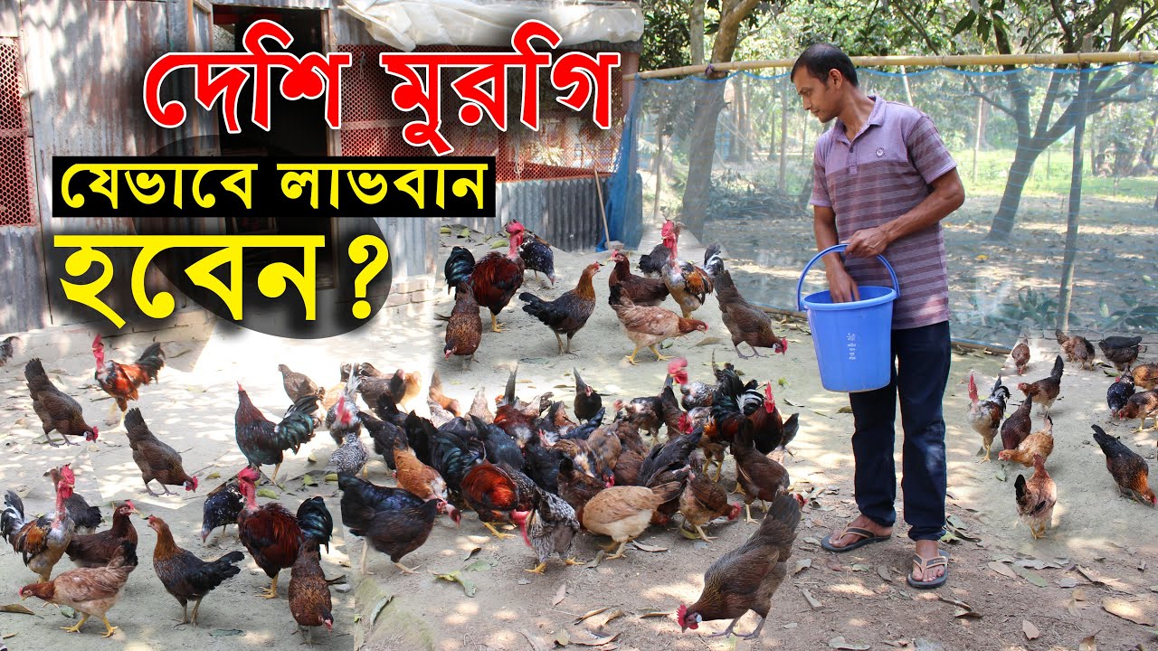দেশি মুরগি পালন পদ্ধতি যেভাবে লাভবান হবেন | দেশি মুরগির খামার | Desi murgi palan