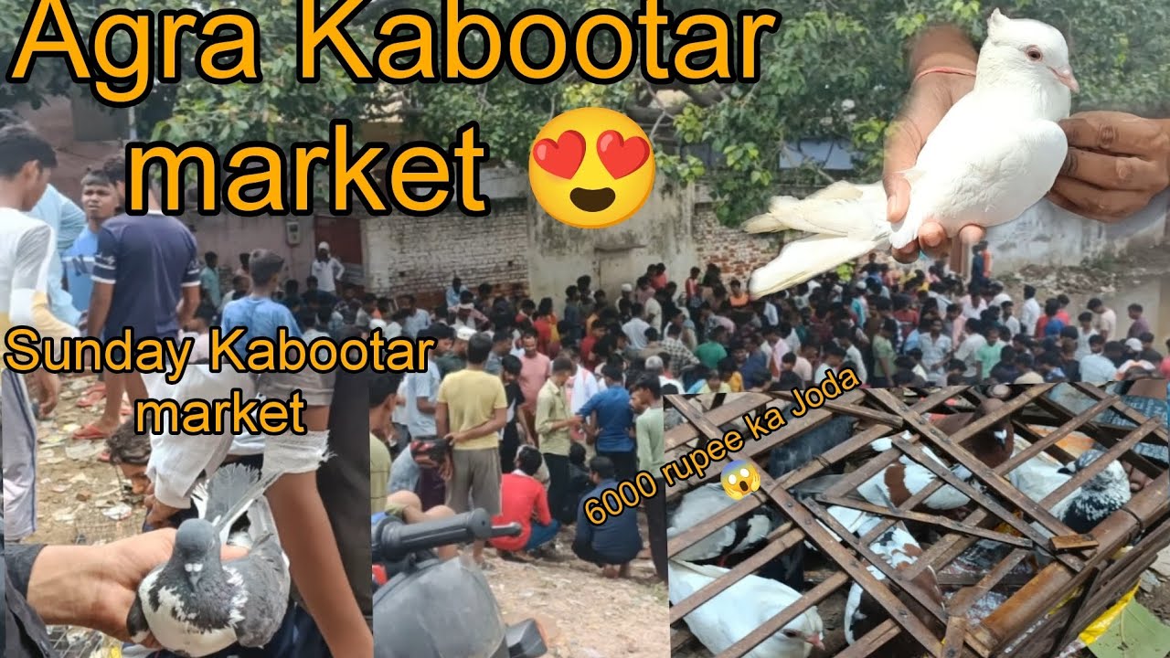 Sunday Kabootar market||Agra Kabootar Mandi(gudri)||1k soon jldi se complete krwao dosto ❤️
