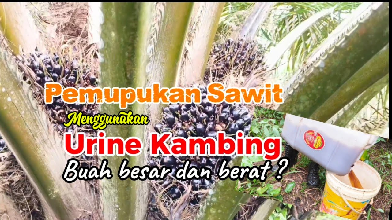 Pemupukan Sawit Menggunakan POC Urine Kambing, buah besar dan berat? 