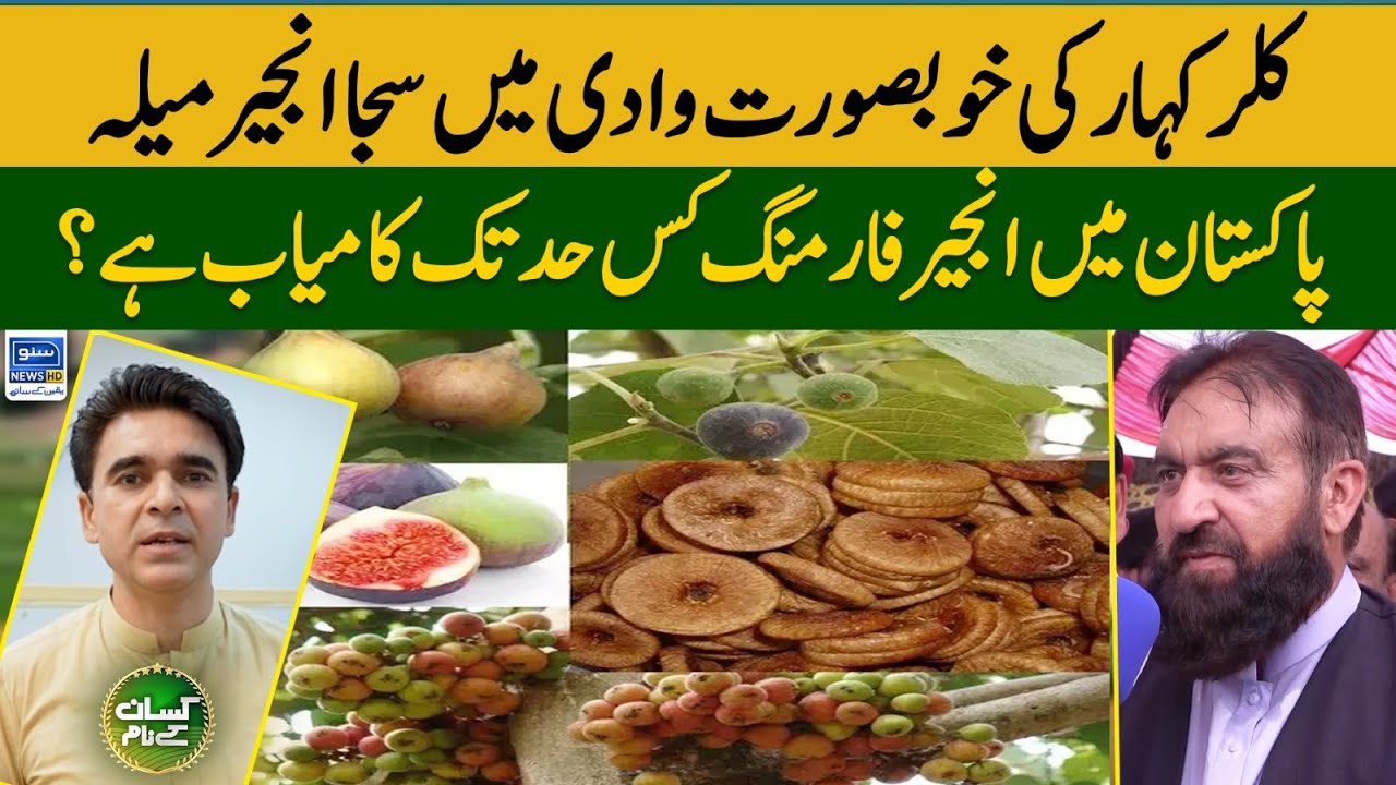 Fig festival of Kallar kahar | Scenario of fig farming in Pakistan | Kissan Kay Naam | EP 27