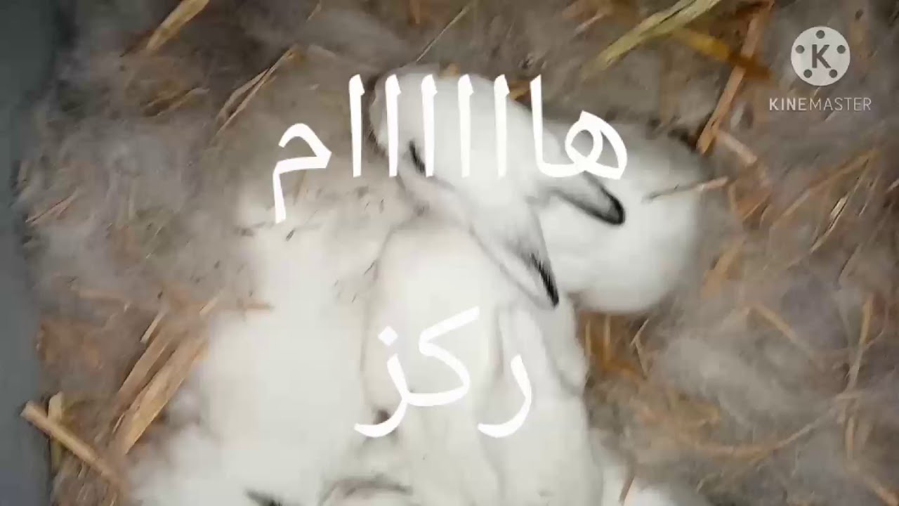 الديدان
