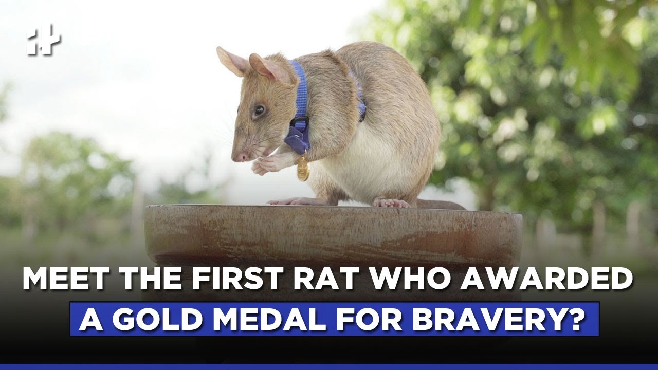 Who Is Magawa, The First Rat To Be Awarded A Gold Medal For Bravery?