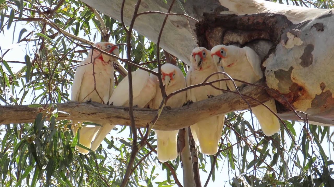 Corella Cockatoos social interaction