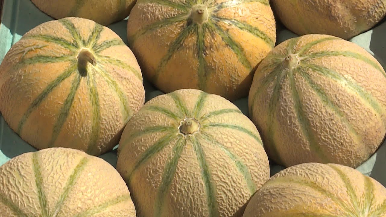 Et si le melon charentais changeait de nom ?