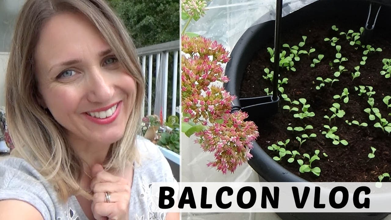 👩🏼&zwj;🌾 🌾 BALCON VLOG SEPTEMBRE : SEMIS, ENTRETIEN, TUNNEL DE FOR&Ccedil;AGE IMPROVIS&Eacute;...