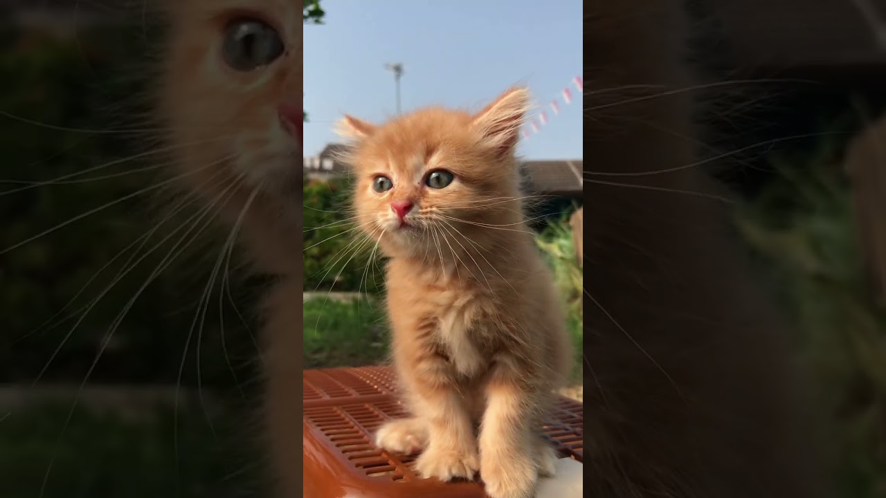 Suara kucing