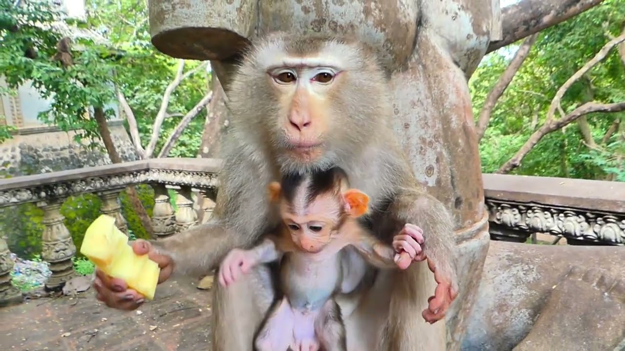 Soothing Monkey Eating ASMR – Nature & Chewing Sounds for Deep Calm.