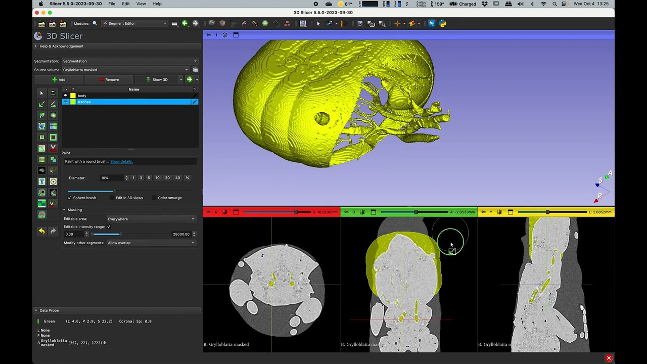 05 Using 3D Slicer segmentation tools for insect trachea