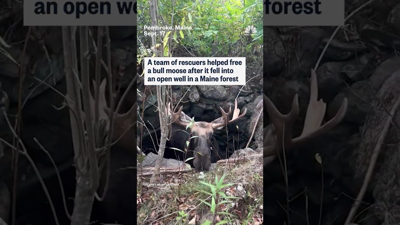 A team of rescuers helped free a bull moose after it fell into an open well in a Maine forest