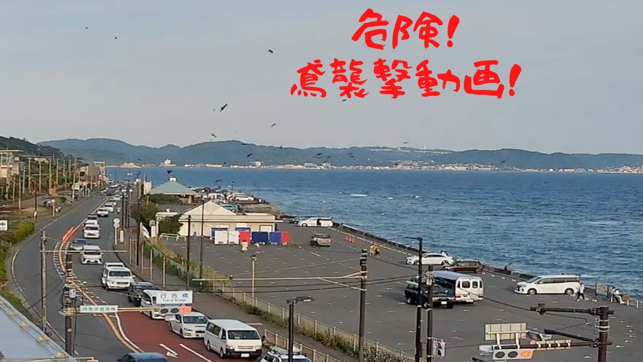 【危険！】鳶襲撃動画　湘南　鎌倉　七里ヶ浜　ライブカメラアーカイブ