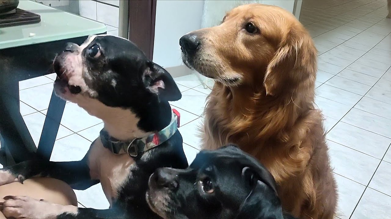 Dogs with Cat 🐶🐱 | Cooking Lunch with Our Pets 🍛 | EP 3