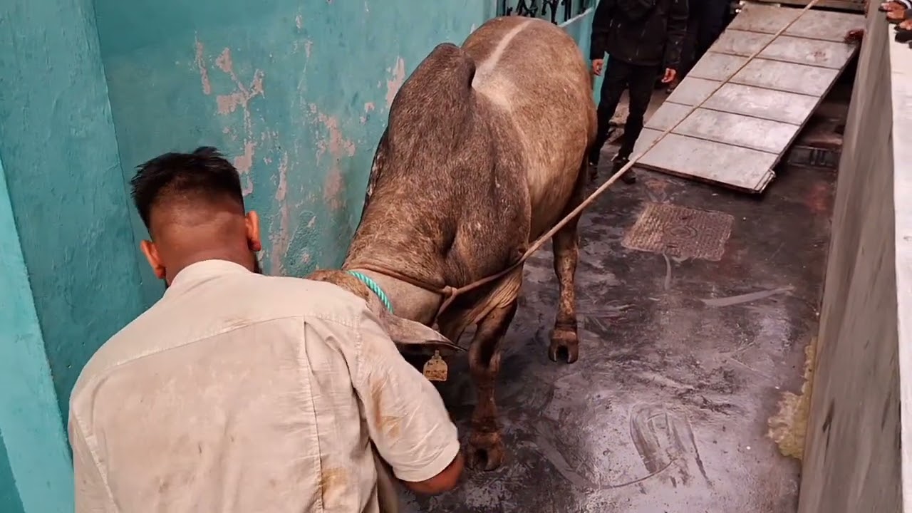 Bakrid 2024 Lakaz Vert