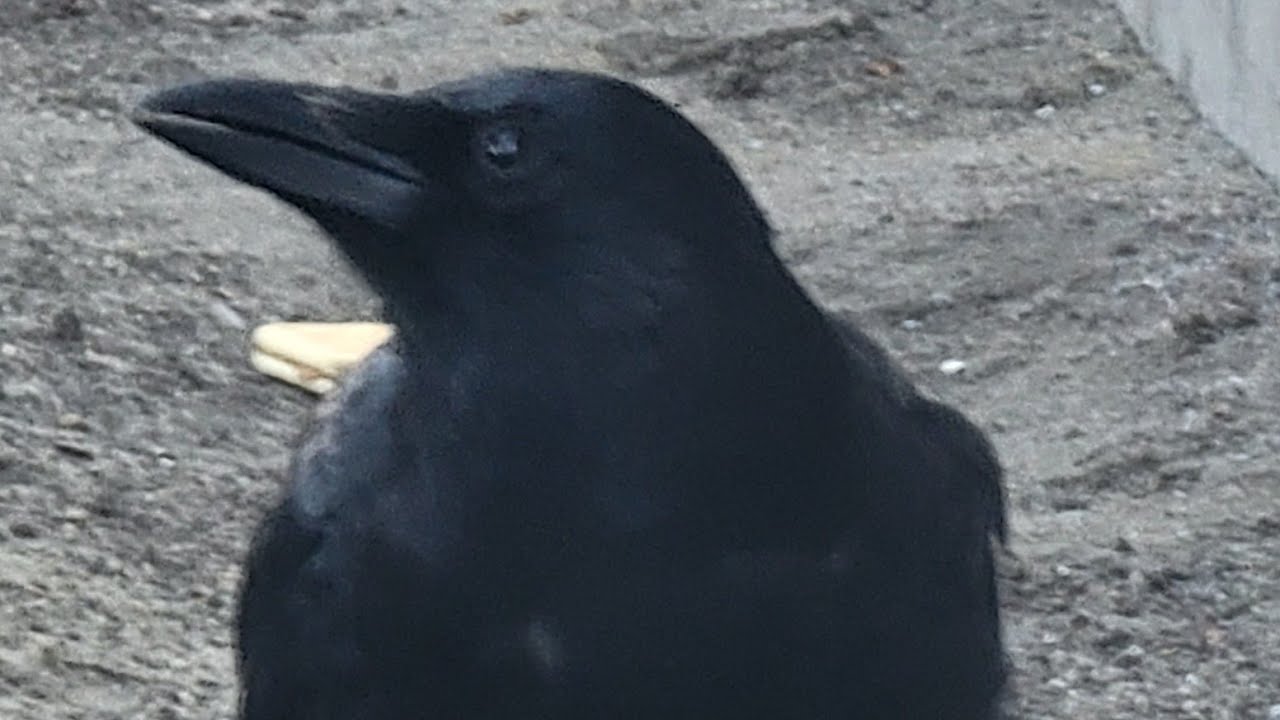 The LAX Crow His been at LAX for over 22 years
