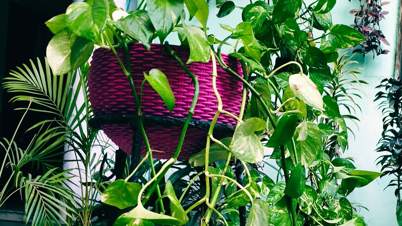 NAVITA HOME GARDEN is live!Backyard Garden Tour 🌿 | Money Plant Care Tips Live
