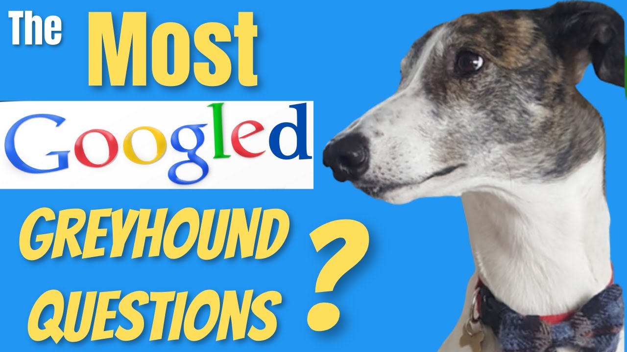 Ответы на вопросы о Greyhound!