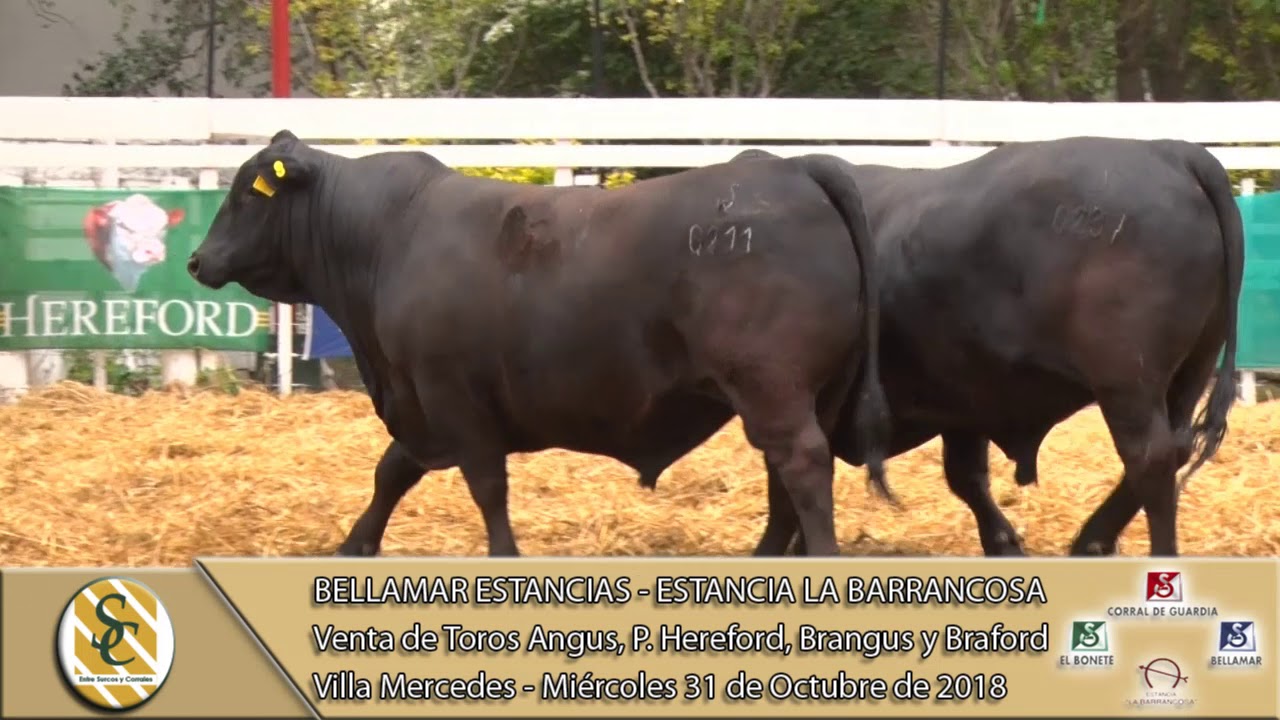 31-10-18 Venta de Toros A.A, P.H., BG. y BF. - Bellamar Est. & Est. La Barrancosa - V. Mercedes