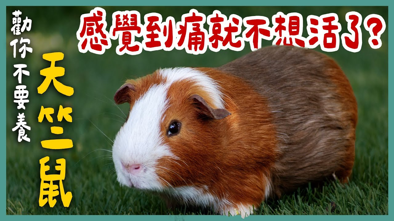 天竺鼠的求生意志超低！一感覺到痛就不想活了？牙齒比其他鼠類更容易出問題？養牠先準備醫療費....《勸你不要養》EP27 | 蝌蚪老師與三桃 ft.@rodentscare5998