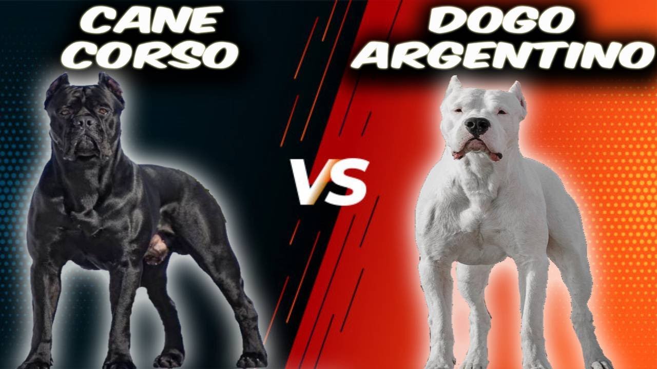 Cane Corso VS Dogo Argentino-Comparison