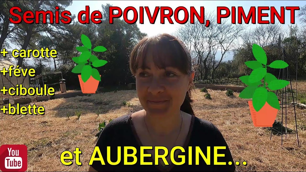 GO !! SEMIS de POIVRON, AUBERGINE et PIMENT !! 🏁🌱