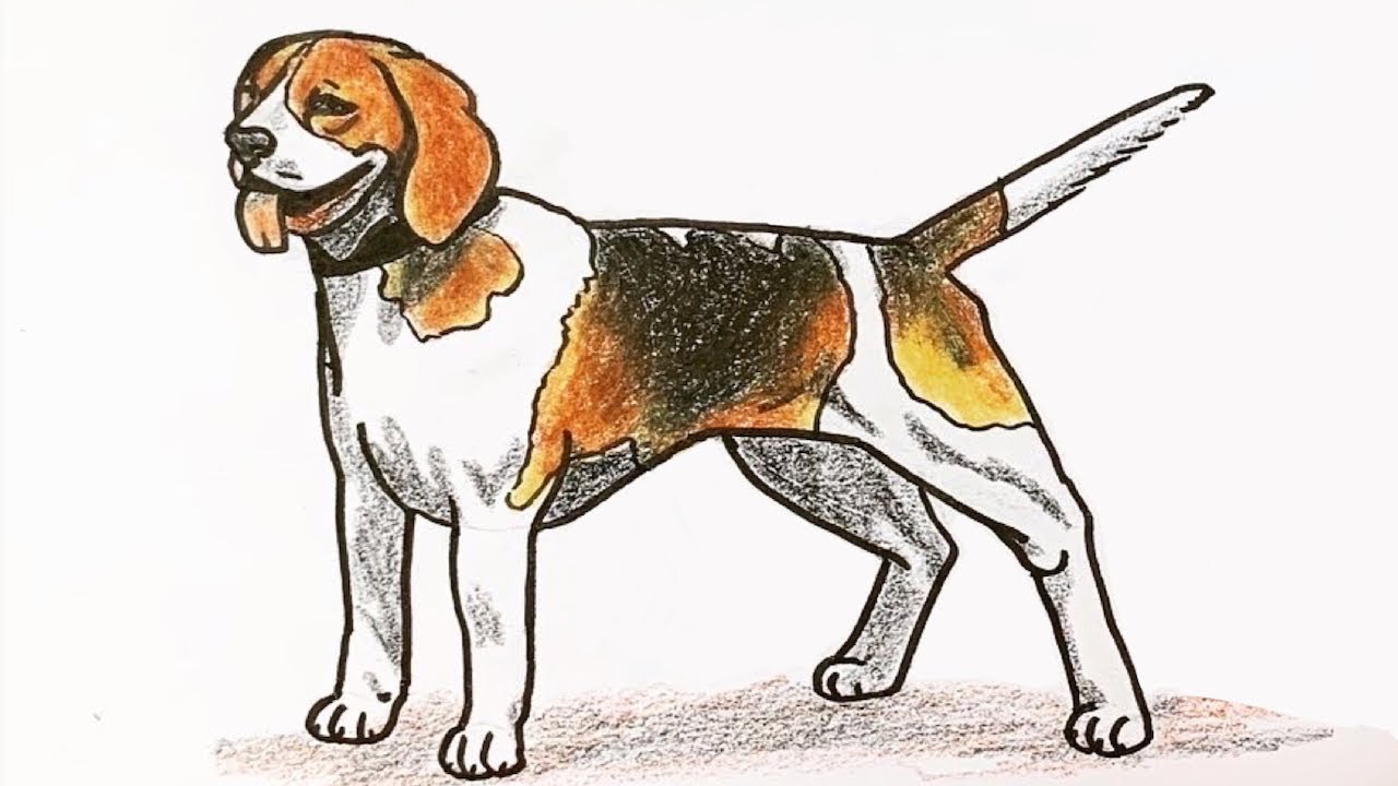 Dog Week: How to draw a beagle