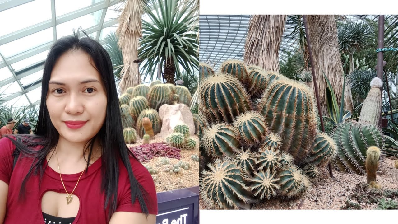  Plants cactus in singapore mga kaganapan sa loob ng flowerdome #everyone#youtubers