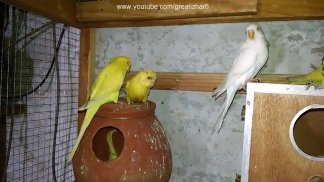 Budgie Bird | Budgie Breeders | Summer Safety Tips | Birds Ki Care Kese Ki Jay